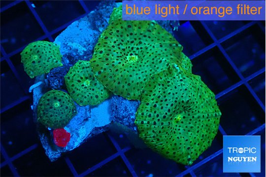 Discosoma green & purple spot 5-7 cm WYSIWYG acclimaté