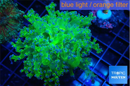 Euphyllia paradivisa green purple 4-6 cm WYSIWYG acclimaté