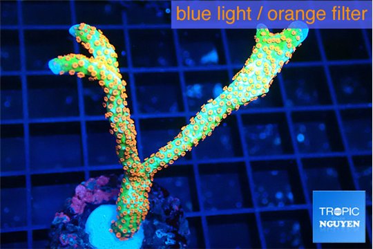 Montipora red fire forest 5-6 cm WYSIWYG acclimaté