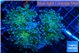 Euphyllia paradivisa green sunset 4-7 cm WYSIWYG acclimaté