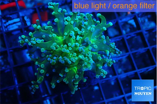 Euphyllia paradivisa green sunset 2-4 cm WYSIWYG acclimaté