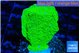 Montipora green cap 3-5 cm WYSIWYG acclimaté