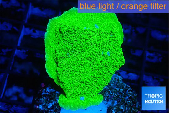 Montipora green cap 3-5 cm WYSIWYG acclimaté