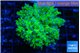 Euphyllia paradivisa green purple 4-6 cm WYSIWYG acclimaté