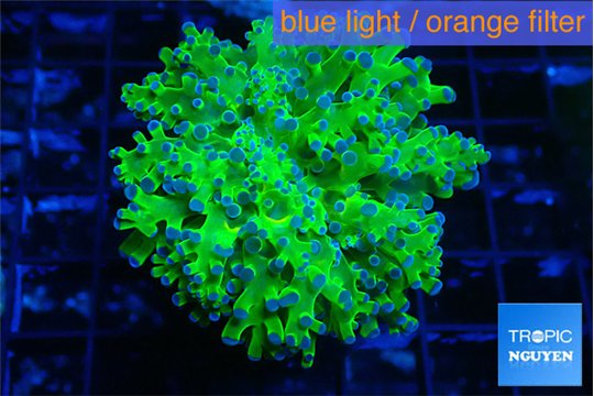 Euphyllia paradivisa green purple 4-6 cm WYSIWYG acclimaté