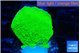 Montipora green cap 2-4 cm WYSIWYG acclimaté