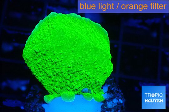 Montipora green cap 2-4 cm WYSIWYG acclimaté