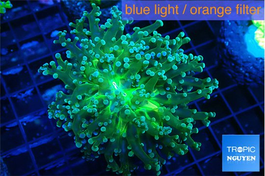 Euphyllia paradivisa green sunset 4-7 cm WYSIWYG acclimaté