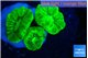 Caulastrea neon green 2-4 cm WYSIWYG acclimaté