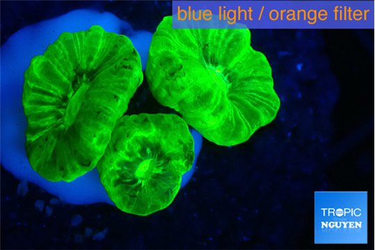 Caulastrea neon green 2-4 cm WYSIWYG acclimaté