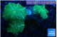 Discosma green flame 3 polyps WYSIWYG acclimaté