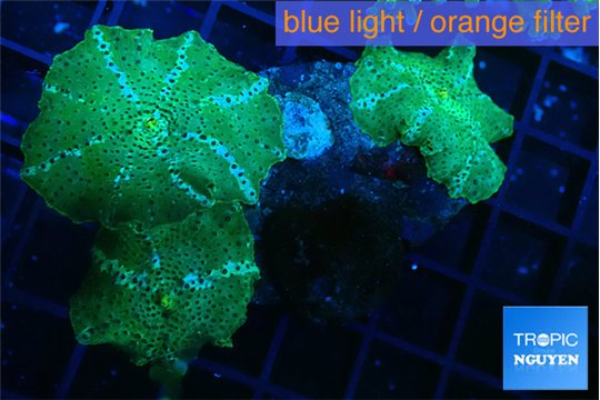 Discosma green flame 3 polyps WYSIWYG acclimaté