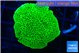 Montipora green 3-5 cm WYSIWYG acclimaté
