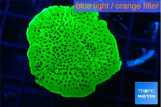 Montipora green 3-5 cm WYSIWYG acclimaté