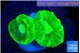 Caulastrea neon green 2-3 cm WYSIWYG acclimaté