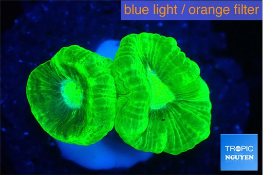 Caulastrea neon green 2-3 cm WYSIWYG acclimaté