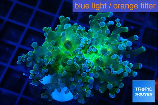 Euphyllia paradivisa green sunset 3-5 cm WYSIWYG acclimaté