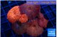Discosoma red & blue spot + red fire 6 polyps WYSIWYG acclimaté