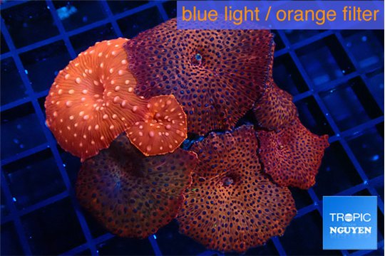 Discosoma red & blue spot + red fire 6 polyps WYSIWYG acclimaté