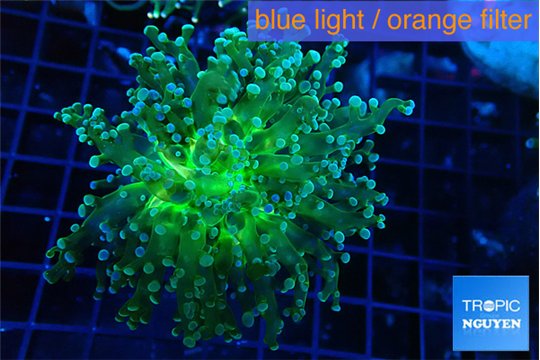 Euphyllia paradivisa green sunset 5-7 cm WYSIWYG acclimaté