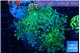 Euphyllia paradivisa green sunset 6-8 cm WYSIWYG acclimaté