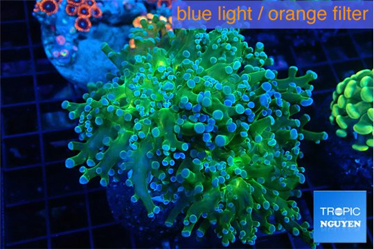 Euphyllia paradivisa green sunset 6-8 cm WYSIWYG acclimaté