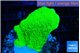 Montipora green cap 3-4 cm WYSIWYG acclimaté