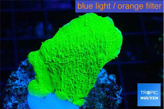 Montipora green cap 3-4 cm WYSIWYG acclimaté