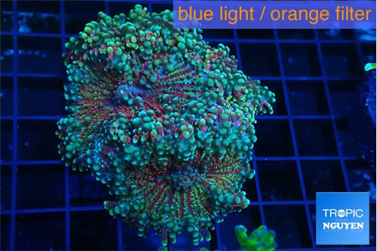 Ricordea yuma red green 5-7 cm WYSIWYG acclimaté