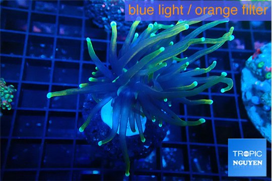 Euphyllia glabrescens holly grail torch 4-6 cm WYSIWYG acclimaté