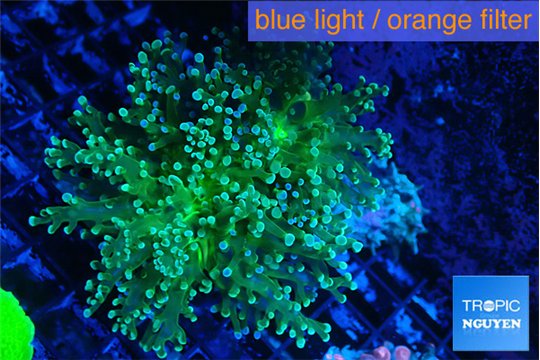 Euphyllia paradivisa green sunset 4-6 cm WYSIWYG acclimaté