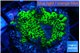Montipora green 2-4 cm WYSIWYG acclimaté