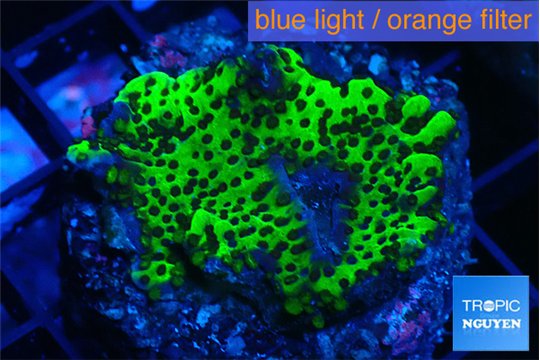 Montipora green 2-4 cm WYSIWYG acclimaté