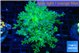 Euphyllia paradivisa green purple 6-8 cm WYSIWYG acclimaté