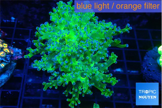 Euphyllia paradivisa green purple 6-8 cm WYSIWYG acclimaté