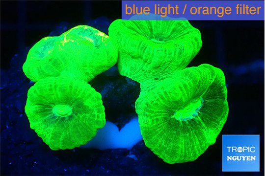 Caulastrea neon green 3-4 cm WYSIWYG acclimaté