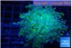 Euphyllia paradivisa green sunset 4-6 cm WYSIWYG acclimaté