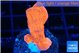 Montipora red cap 2-4 cm WYSIWYG acclimaté
