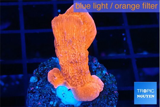 Montipora red cap 2-4 cm WYSIWYG acclimaté