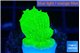 Montipora green cap 2-3 cm WYSIWYG acclimaté