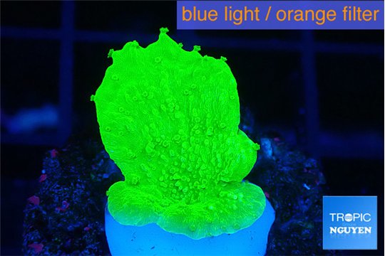 Montipora green cap 2-3 cm WYSIWYG acclimaté
