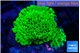 Montipora green 2-4 cm WYSIWYG acclimaté