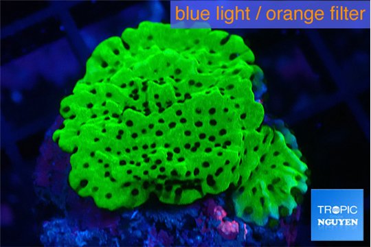Montipora green 2-4 cm WYSIWYG acclimaté