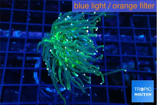 Euphyllia glabrescens green & pink tip 4-6 cm WYSIWYG acclimaté