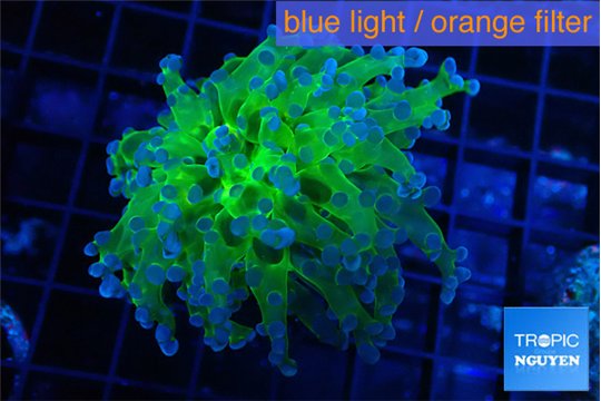 Euphyllia paradivisa green purple 4-6 cm WYSIWYG acclimaté