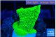 Montipora green cap 2-3 cm WYSIWYG acclimaté