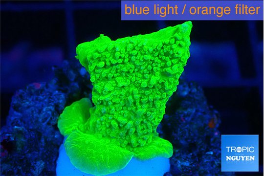 Montipora green cap 2-3 cm WYSIWYG acclimaté