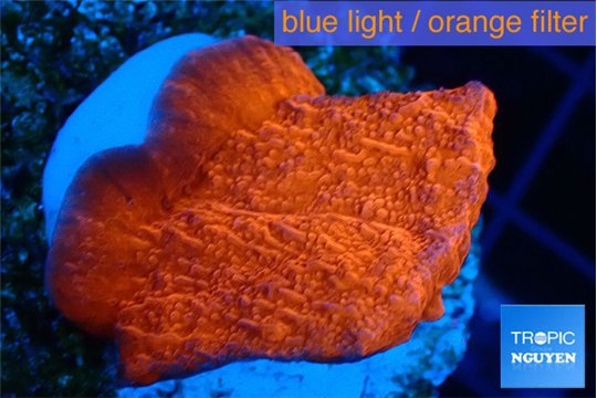 Montipora red cap 3-4 cm WYSIWYG acclimaté