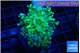 Euphyllia paradivisa green sunset 3-6 cm WYSIWYG acclimaté