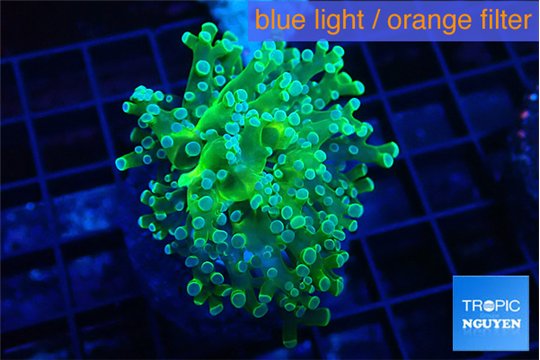 Euphyllia paradivisa green sunset 3-6 cm WYSIWYG acclimaté